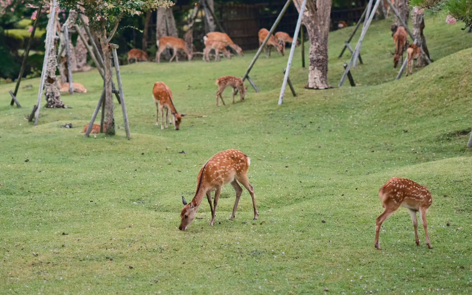 Deer grazing in Nara Park